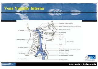 Vena Yugular Interna
 