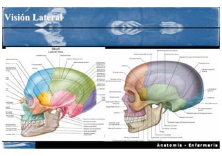 Visión Lateral
 