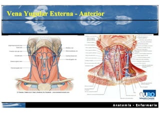 Vena Yugular Externa - Anterior
 
