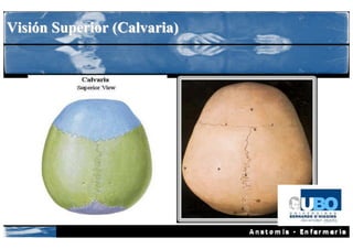 Visión Superior (Calvaria)
 
