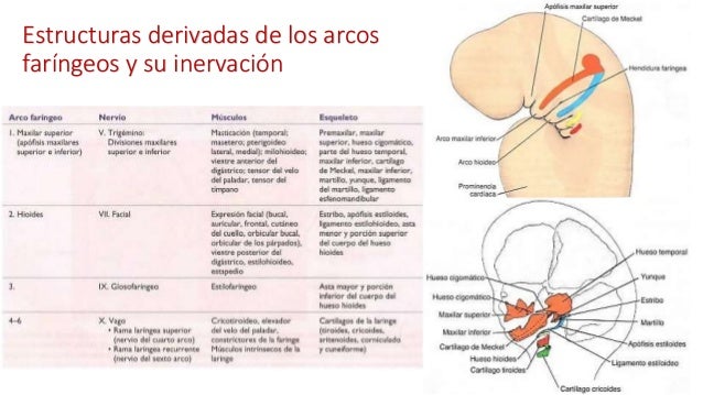 Cabeza y cuello