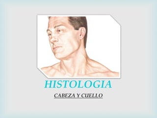 HISTOLOGIA
CABEZA Y CUELLO
 