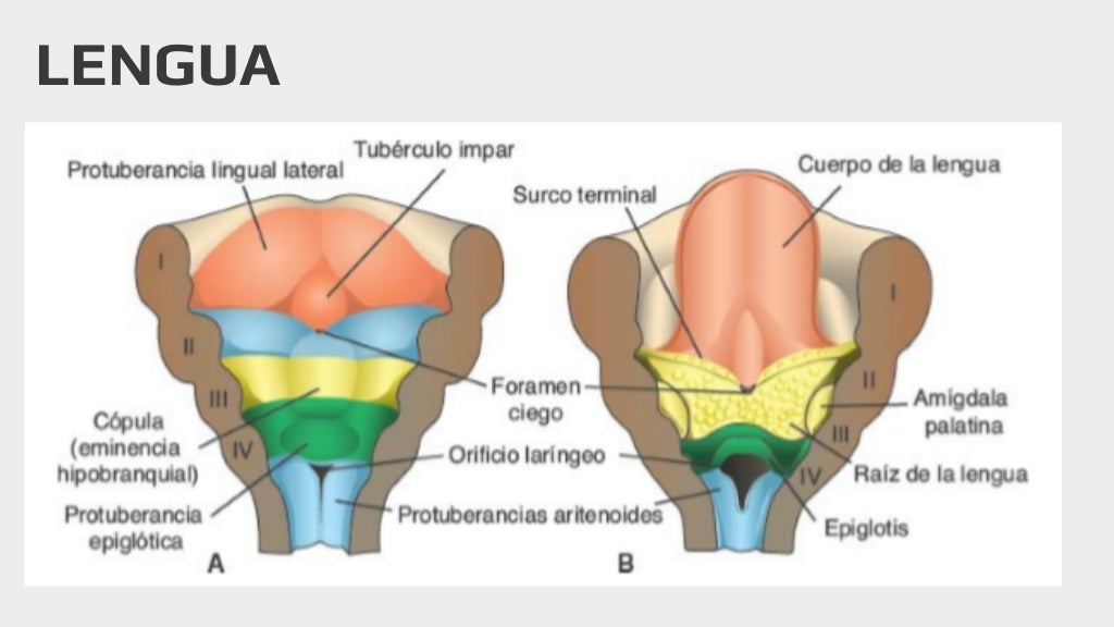 Embriologia De Cabeza Y Cuello Pdf es.slideshare.net