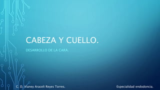 CABEZA Y CUELLO.
DESARROLLO DE LA CARA.
C. D. Vianey Araceli Reyes Torres. Especialidad endodoncia.
 