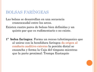 BOLSAS FARÍNGEAS
Las bolsas se desarrollan en una secuencia
craneocaudal entre los arcos.
Existen cuatro pares de bolsas bien definidas y un
quinto par que es rudimentario o no existe.
1º bolsa faringea: Forma un receso tubotimpanico que
al unirse con la hendidura faringea da origen al
conducto auditivo externo la porción distal se
ensancha y forma la Caja del tímpano mientras
que la parte proximal: Trompa Eustaquio
 