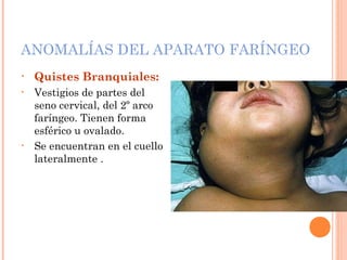 ANOMALÍAS DEL APARATO FARÍNGEO
• Quistes Branquiales:
• Vestigios de partes del
seno cervical, del 2º arco
faríngeo. Tienen forma
esférico u ovalado.
• Se encuentran en el cuello
lateralmente .
 