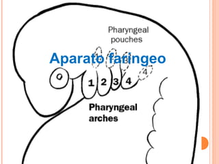 Aparato faríngeo
 