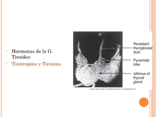 • Hormonas de la G.
Tiroides:
• Tirotropina y Tiroxina
 
