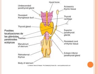 Posibles
localizaciones de
las glándulas
paratiroides
ectópicas
 