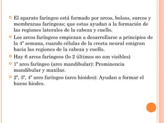  El aparato faríngeo está formado por arcos, bolsas, surcos y
membranas faríngeas; que estas ayudan a la formación de
las regiones laterales de la cabeza y cuello.
 Los arcos faríngeos empiezan a desarrollarse a principios de
la 4º semana, cuando células de la cresta neural emigran
hacia las regiones de la cabeza y cuello.
 Hay 6 arcos faríngeos (lo 2 últimos no son visibles)
 1º arco faríngeo (arco mandibular): Prominencia
mandibular y maxilar.
 2º, 3º, 4º arco faríngeo (arco hioideo): Ayudan a formar el
hueso hiodes.
 