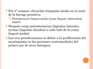  Fin 4° semana: elevación triangular media en el suelo
de la faringe primitiva
 Protuberancia lingual media (yema lingual, tuberculum
impar)
 Después surge protuberancias linguales laterales
(yemas linguales distales) a cada lado de la yema
lingual medial
 Las tres protuberancias se deben a la proliferación del
mesénquima en las porciones ventromediales del
primer par de arcos faríngeos
 
