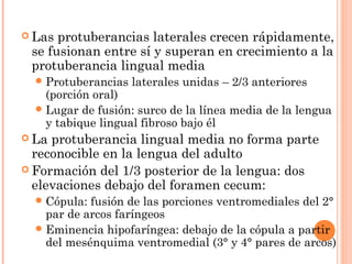  Las protuberancias laterales crecen rápidamente,
se fusionan entre sí y superan en crecimiento a la
protuberancia lingual media
Protuberancias laterales unidas – 2/3 anteriores
(porción oral)
Lugar de fusión: surco de la línea media de la lengua
y tabique lingual fibroso bajo él
 La protuberancia lingual media no forma parte
reconocible en la lengua del adulto
 Formación del 1/3 posterior de la lengua: dos
elevaciones debajo del foramen cecum:
Cópula: fusión de las porciones ventromediales del 2°
par de arcos faríngeos
Eminencia hipofaríngea: debajo de la cópula a partir
del mesénquima ventromedial (3° y 4° pares de arcos)
 