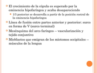  El crecimiento de la cópula es superado por la
eminencia hipofaríngea y acaba desapareciendo
 1/3 posterior se desarrolla a partir de la posición rostral de
la eminencia hipofaríngea
 Línea de fusión entre partes anterior y posterior: surco
en forma de V (surco terminal)
 Mesénquima del arco faríngeo -- vascularización y
tejido conjuntivo
 Mioblastos que emigran de los miotomos occipitales --
músculos de la lengua
 