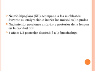  Nervio hipogloso (XII) acompaña a los mioblastos
durante su emigración e inerva los músculos linguales
 Nacimiento: porciones anterior y posterior de la lengua
en la cavidad oral
 4 años: 1/3 posterior descendió a la bucofaringe
 