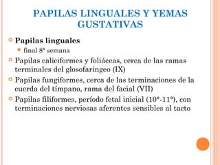 PAPILAS LINGUALES Y YEMAS
GUSTATIVAS
 Papilas linguales
 final 8° semana
 Papilas caliciformes y foliáceas, cerca de las ramas
terminales del glosofaríngeo (IX)
 Papilas fungiformes, cerca de las terminaciones de la
cuerda del tímpano, rama del facial (VII)
 Papilas filiformes, período fetal inicial (10°-11°), con
terminaciones nerviosas aferentes sensibles al tacto
 