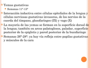 Yemas gustativas
 Semanas 11°-13°
 Interacción inductiva entre células epiteliales de la lengua y
células nerviosas gustativas invasoras, de los nervios de la
cuerda del tímpano, glosofaríngeo (IX) y vago (X)
 La mayoría de las yemas se forman en la superficie dorsal de
la lengua; también en arcos palatoglosos, paladar, superficie
posterior de la epiglotis y pared posterior de la bucofaringe
 Semanas 26°-28°: ya hay vía refleja entre papilas gustativas
y músculos de la cara
 