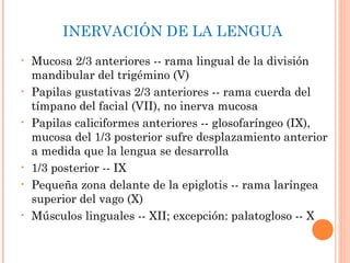INERVACIÓN DE LA LENGUA
• Mucosa 2/3 anteriores -- rama lingual de la división
mandibular del trigémino (V)
• Papilas gustativas 2/3 anteriores -- rama cuerda del
tímpano del facial (VII), no inerva mucosa
• Papilas caliciformes anteriores -- glosofaríngeo (IX),
mucosa del 1/3 posterior sufre desplazamiento anterior
a medida que la lengua se desarrolla
• 1/3 posterior -- IX
• Pequeña zona delante de la epiglotis -- rama laríngea
superior del vago (X)
• Músculos linguales -- XII; excepción: palatogloso -- X
 