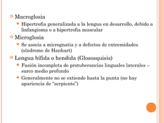  Macroglosia
 Hipertrofia generalizada a la lengua en desarrollo, debido a
linfangioma o a hipertrofia muscular
 Microglosia
 Se asocia a micrognatia y a defectos de extremidades
(síndrome de Hanhart)
 Lengua bífida o hendida (Glososquisis)
 Fusión incompleta de protuberancias linguales laterales --
surco medio profundo
 Generalmente no se extiende hasta la punta (no hay
apariencia de “serpiente”)
 