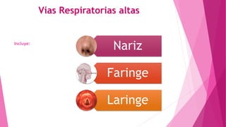 Vías Respiratorias altas
Incluye:
Nariz
Faringe
Laringe
 