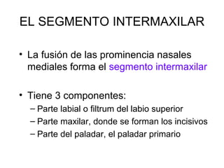 EL SEGMENTO INTERMAXILAR
• La fusión de las prominencia nasales
mediales forma el segmento intermaxilar
• Tiene 3 componentes:
– Parte labial o filtrum del labio superior
– Parte maxilar, donde se forman los incisivos
– Parte del paladar, el paladar primario

 
