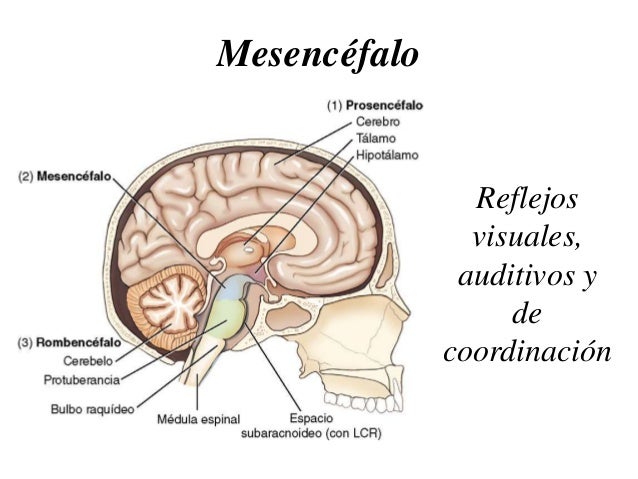 Nociones sobre Cabeza y Cuello para Licenciados y Técnicos en Imágene…