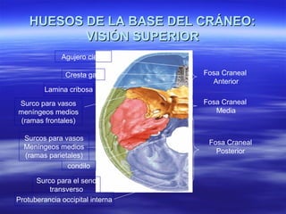 HUESOS DE LA BASE DEL CRÁNEO:HUESOS DE LA BASE DEL CRÁNEO:
VISIÓN SUPERIORVISIÓN SUPERIOR
Fosa Craneal
Anterior
Fosa Craneal
Media
Fosa Craneal
Posterior
Agujero ciego
Cresta galli
Lamina cribosa
Surco para vasos
meníngeos medios
(ramas frontales)
Surcos para vasos
Meníngeos medios
(ramas parietales)
condilo
Surco para el seno
transverso
Protuberancia occipital interna
 