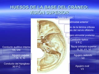 HUESOS DE LA BASE DEL CRÁNEO:HUESOS DE LA BASE DEL CRÁNEO:
VISIÓN SUPERIORVISIÓN SUPERIOR
Agujero ciego
Orificio de la lámina cribosa
Haces del nervio olfatorio
Agujero etmoidal anterior
Agujero etmoidal posterior
Conducto óptico
II P.C
fisura orbitaria superior
III, IV, V1, VI
Agujero redondo
V2
Agujero oval
V3
Conducto auditivo interno
VII, VIII
Agujero yugular
IX, X, XI
Conducto del hipogloso
XII P.C
 