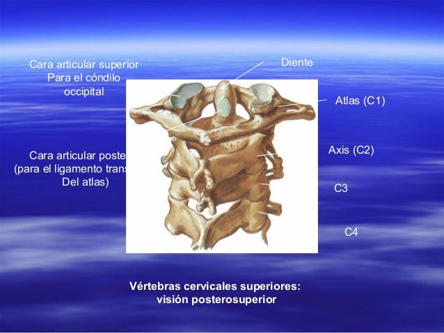 Cabeza y cuello anatomia