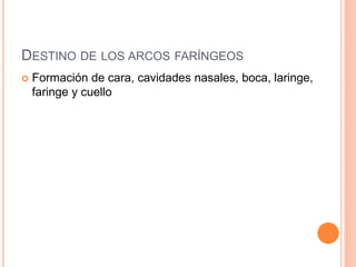 DESTINO DE LOS ARCOS FARÍNGEOS
 Formación de cara, cavidades nasales, boca, laringe,
faringe y cuello
 