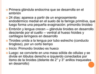  Primera glándula endocrina que se desarrolla en el
embrión
 24 días: aparece a partir de un engrosamiento
endodérmico medial en el suelo de la faringe primitiva, que
luego forma una pequeña evaginación: primordio tiroideo
 Embrión y lengua crecen -- glándula tiroides en desarrollo
desciende por el cuello -- ventral al hueso hioides y
cartílagos laríngeos en desarrollo
 Tiroides unida a la lengua por tubo estrecho (conducto
tirogloso), por un corto tiempo
 Inicio: Primordio tiroideo es hueco
 Luego: se convierte en una masa sólida de células y se
divide en lóbulos derecho e izquierdo conectados por
itsmo de la tiroides (delante de 2° y 3° anillos traqueales
en desarrollo)
 