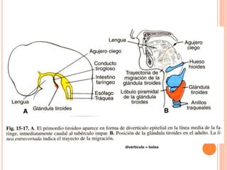 divertículo  bolsa
 