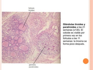 Glándulas tiroides y
paratiroides a las 21
semanas (x130). El
coloide es visible por
primera vez en los
folículos a las 11
semanas: la tiroxina se
forma poco después.
 