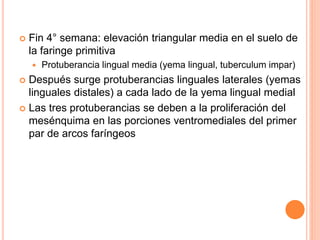  Fin 4° semana: elevación triangular media en el suelo de
la faringe primitiva
 Protuberancia lingual media (yema lingual, tuberculum impar)
 Después surge protuberancias linguales laterales (yemas
linguales distales) a cada lado de la yema lingual medial
 Las tres protuberancias se deben a la proliferación del
mesénquima en las porciones ventromediales del primer
par de arcos faríngeos
 