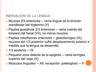 INERVACIÓN DE LA LENGUA
 Mucosa 2/3 anteriores -- rama lingual de la división
mandibular del trigémino (V)
 Papilas gustativas 2/3 anteriores -- rama cuerda del
tímpano del facial (VII), no inerva mucosa
 Papilas caliciformes anteriores -- glosofaríngeo (IX),
mucosa del 1/3 posterior sufre desplazamiento anterior a
medida que la lengua se desarrolla
 1/3 posterior -- IX
 Pequeña zona delante de la epiglotis -- rama laríngea
superior del vago (X)
 Músculos linguales -- XII; excepción: palatogloso -- X
 