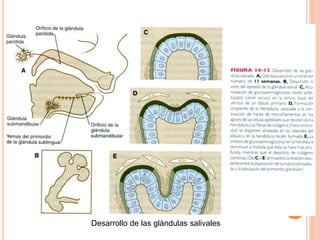 Desarrollo de las glándulas salivales
 