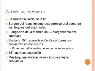 GLÁNDULAS PARÓTIDAS
 Se forman al inicio de la 6°
 Surgen del revestimiento ectodérmico oral cerca de
los ángulos del estomodeo
 Elongación de la mandíbula --- alargamiento del
conducto
 Semana 10°: recanalización de cordones, se
convierten en conductos
 Extremos redondeados de los cordones --- acinos
 18°: aparece secreción
 Mesénquima adyacente --- cápsula y tejido
conjuntivo
 