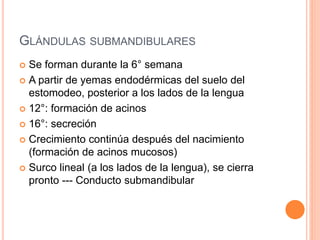 GLÁNDULAS SUBMANDIBULARES
 Se forman durante la 6° semana
 A partir de yemas endodérmicas del suelo del
estomodeo, posterior a los lados de la lengua
 12°: formación de acinos
 16°: secreción
 Crecimiento continúa después del nacimiento
(formación de acinos mucosos)
 Surco lineal (a los lados de la lengua), se cierra
pronto --- Conducto submandibular
 
