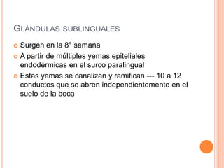 GLÁNDULAS SUBLINGUALES
 Surgen en la 8° semana
 A partir de múltiples yemas epiteliales
endodérmicas en el surco paralingual
 Estas yemas se canalizan y ramifican --- 10 a 12
conductos que se abren independientemente en el
suelo de la boca
 