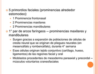  5 primordios faciales (prominencias alrededor
estomodeo):
 1 Prominencia frontonasal
 2 Prominencias maxilares
 2 Prominencias mandibulares
 1° par de arcos faríngeos -- prominencias maxilares y
mandibulares
 Surgen gracias a expansión de poblaciones de células de
cresta neural que se originan de pliegues neurales (en
mesencéfalo y rombencéfalo), durante 4° semana
 Esas células originan tejido conjuntivo (cartílago, hueso,
ligamentos) de las regiones facial y oral
 Mioblastos procedentes de mesodermo paraaxial y precordal --
músculos voluntarios craneofaciales
 