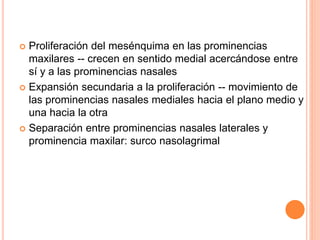  Proliferación del mesénquima en las prominencias
maxilares -- crecen en sentido medial acercándose entre
sí y a las prominencias nasales
 Expansión secundaria a la proliferación -- movimiento de
las prominencias nasales mediales hacia el plano medio y
una hacia la otra
 Separación entre prominencias nasales laterales y
prominencia maxilar: surco nasolagrimal
 