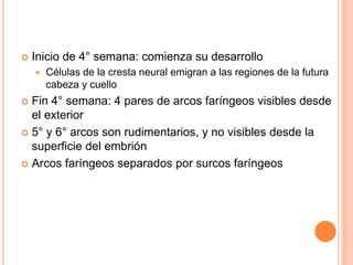  Inicio de 4° semana: comienza su desarrollo
 Células de la cresta neural emigran a las regiones de la futura
cabeza y cuello
 Fin 4° semana: 4 pares de arcos faríngeos visibles desde
el exterior
 5° y 6° arcos son rudimentarios, y no visibles desde la
superficie del embrión
 Arcos faríngeos separados por surcos faríngeos
 