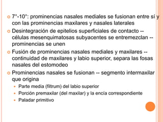  7°-10°: prominencias nasales mediales se fusionan entre sí y
con las prominencias maxilares y nasales laterales
 Desintegración de epitelios superficiales de contacto --
células mesenquimatosas subyacentes se entremezclan --
prominencias se unen
 Fusión de prominencias nasales mediales y maxilares --
continuidad de maxilares y labio superior, separa las fosas
nasales del estomodeo
 Prominencias nasales se fusionan -- segmento intermaxilar
que origina
 Parte media (filtrum) del labio superior
 Porción premaxilar (del maxilar) y la encía correspondiente
 Paladar primitivo
 