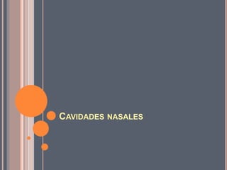 CAVIDADES NASALES
 