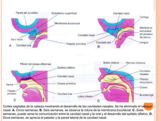 Cortes sagitales de la cabeza mostrando el desarrollo de las cavidades nasales. Se ha eliminado el tabique
nasal. A. Cinco semanas. B. Seis semanas, se observa la rotura de la membrana bucofacial. C. Siete
semanas, puede verse la comunicación entre la cavidad nasal y la oral y el desarrollo del epitelio olfativo. D.
Doce semanas, se aprecia el paladar y la pared lateral de la cavidad nasal.
 