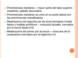  Prominencias maxilares -- mayor parte del labio superior,
maxilares, paladar secundario
 Prominencias maxilares se unen en su parte lateral con
las prominencias mandibulares
 Mesénquima del segundo par de arcos faríngeos invade
labios y mejillas primitivos -- músculos faciales, inervados
por el nervio facial (VII)
 Mesénquima del primer par de arcos -- músculos de la
masticación inervados por el trigémino (V)
 
