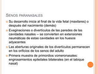 SENOS PARANASALES
 Su desarrollo inicia al final de la vida fetal (maxilares) o
después del nacimiento (demás)
 Evaginaciones o divertículos de las paredes de las
cavidades nasales -- se convierten en extensiones
neumáticas de estas cavidades en los huesos
adyacentes
 Las aberturas originales de los divertículos permanecen
en los orificios de los senos del adulto
 Primera muestra de primordios vomeronasales:
engrosamientos epiteilales bilaterales (en el tabique
nasal)
 