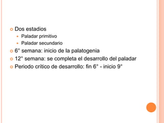  Dos estadios
 Paladar primitivo
 Paladar secundario
 6° semana: inicio de la palatogenia
 12° semana: se completa el desarrollo del paladar
 Periodo crítico de desarrollo: fin 6° - inicio 9°
 