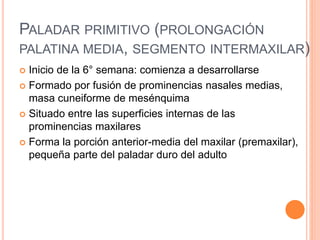 PALADAR PRIMITIVO (PROLONGACIÓN
PALATINA MEDIA, SEGMENTO INTERMAXILAR)
 Inicio de la 6° semana: comienza a desarrollarse
 Formado por fusión de prominencias nasales medias,
masa cuneiforme de mesénquima
 Situado entre las superficies internas de las
prominencias maxilares
 Forma la porción anterior-media del maxilar (premaxilar),
pequeña parte del paladar duro del adulto
 