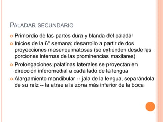 PALADAR SECUNDARIO
 Primordio de las partes dura y blanda del paladar
 Inicios de la 6° semana: desarrollo a partir de dos
proyecciones mesenquimatosas (se extienden desde las
porciones internas de las prominencias maxilares)
 Prolongaciones palatinas laterales se proyectan en
dirección inferomedial a cada lado de la lengua
 Alargamiento mandibular -- jala de la lengua, separándola
de su raíz -- la atrae a la zona más inferior de la boca
 