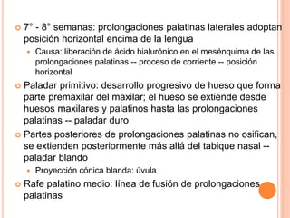  7° - 8° semanas: prolongaciones palatinas laterales adoptan
posición horizontal encima de la lengua
 Causa: liberación de ácido hialurónico en el mesénquima de las
prolongaciones palatinas -- proceso de corriente -- posición
horizontal
 Paladar primitivo: desarrollo progresivo de hueso que forma
parte premaxilar del maxilar; el hueso se extiende desde
huesos maxilares y palatinos hasta las prolongaciones
palatinas -- paladar duro
 Partes posteriores de prolongaciones palatinas no osifican,
se extienden posteriormente más allá del tabique nasal --
paladar blando
 Proyección cónica blanda: úvula
 Rafe palatino medio: línea de fusión de prolongaciones
palatinas
 